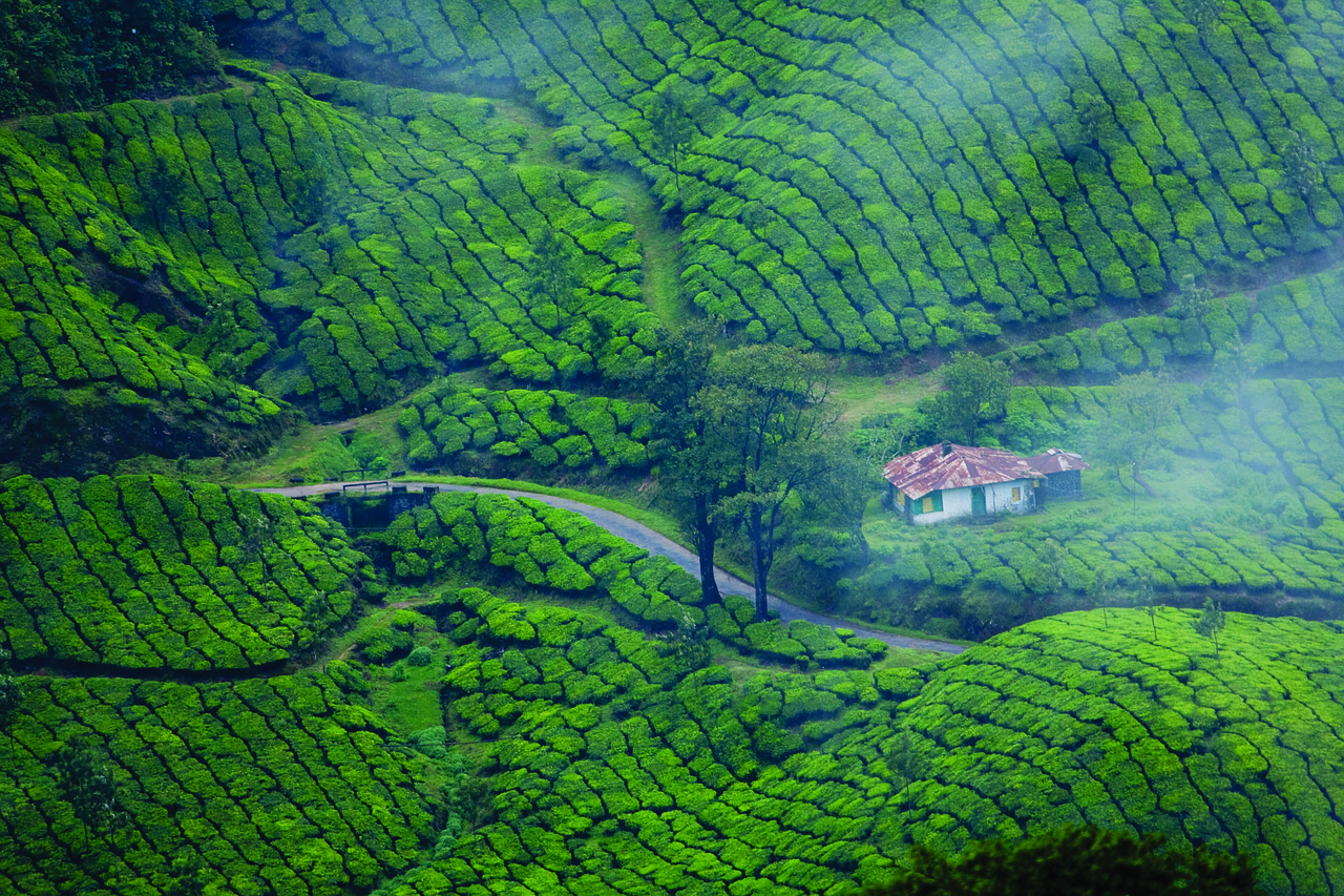 munnar, kerala, tea plantation-4769654.jpg